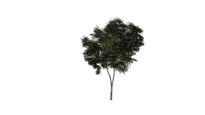 高质量的Árvore sketchup植物模型 第1张