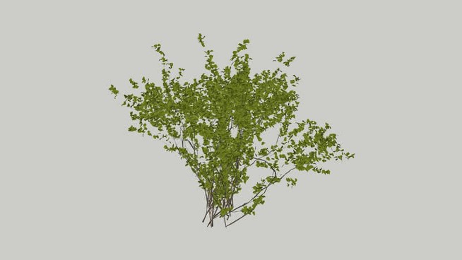灌木5 sketchup植物模型 第1张