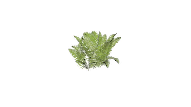 西恩蕨 sketchup植物模型 第1张
