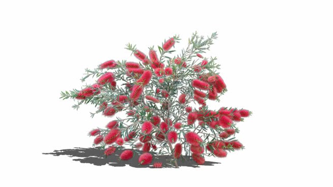 花sketchup模型-编号231579 sketchup植物模型 第1张