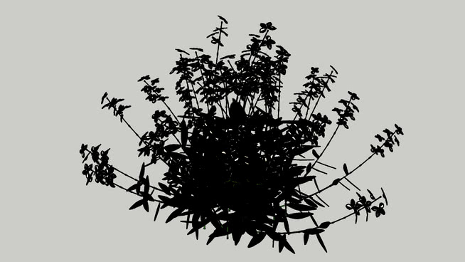 gaura lindheimeri 3D sketchup植物模型 第1张