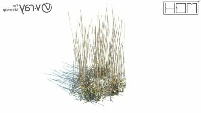 草，高聚合，VRY准备（039） sketchup植物模型 第1张
