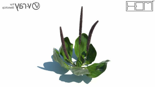 草，高聚合，VRY准备（073） sketchup植物模型 第1张