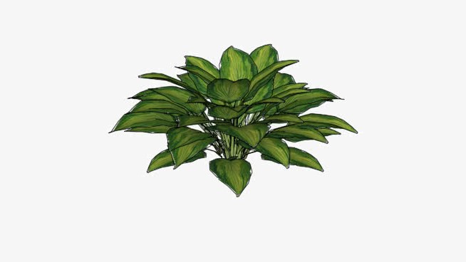 玉簪属 sketchup植物模型 第1张