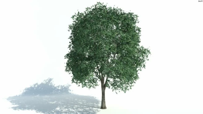 低维3D树（011） sketchup植物模型 第1张