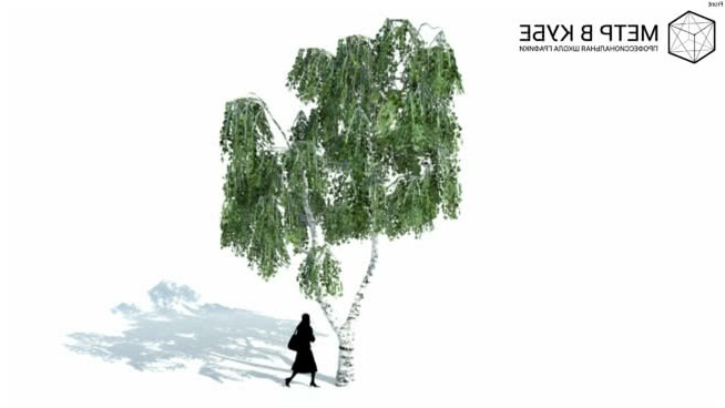 低维3D树木桦木（056） sketchup植物模型 第1张