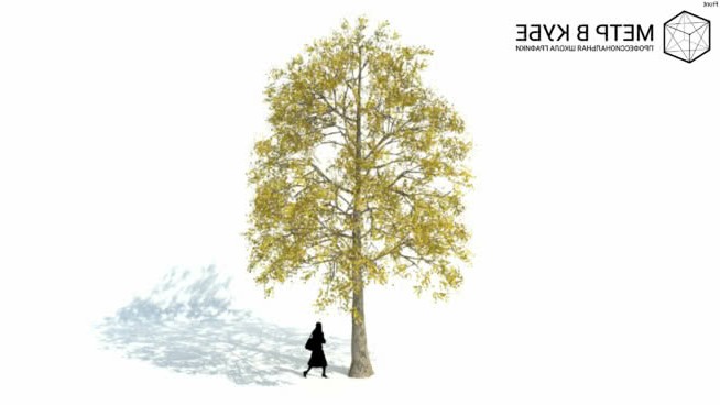 秋季低树3D树（044） sketchup植物模型 第1张