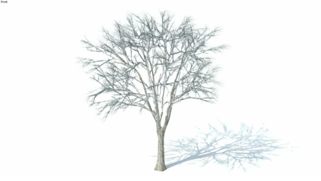 低维3D树木冬季（027） sketchup植物模型 第1张