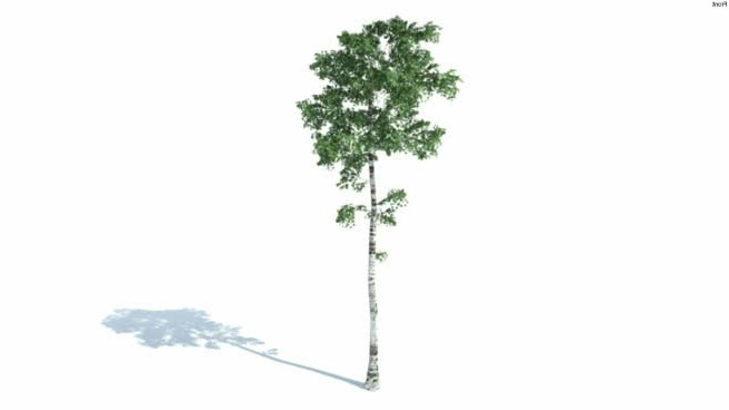 低维3D树木桦木（021） sketchup植物模型 第1张