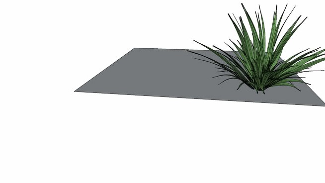 金雀花3d sketchup植物模型 第1张