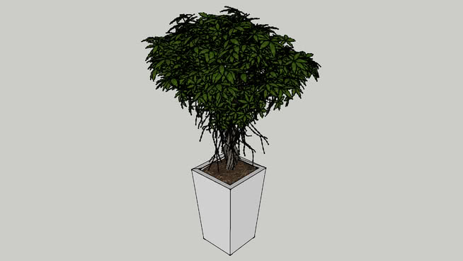 乔木2 sketchup植物模型 第1张