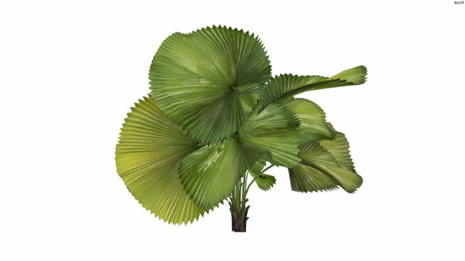 雅培13号 sketchup植物模型 第1张