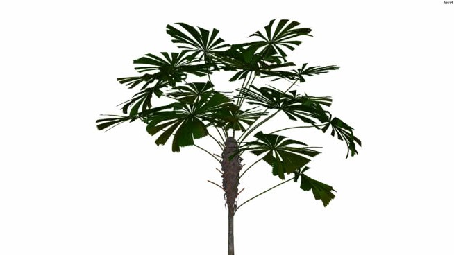 雅培29号 sketchup植物模型 第1张