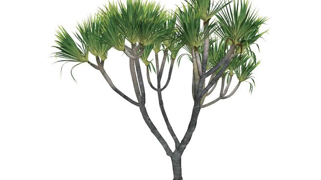 雅培16号 sketchup植物模型 第1张