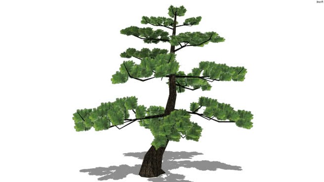 Pinus thunbergii： sketchup植物模型 第1张