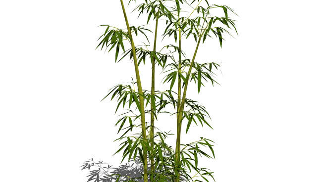 竹群 sketchup植物模型 第1张
