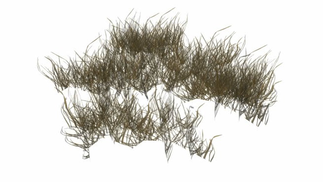格雷玛·莫特拉 sketchup植物模型 第1张