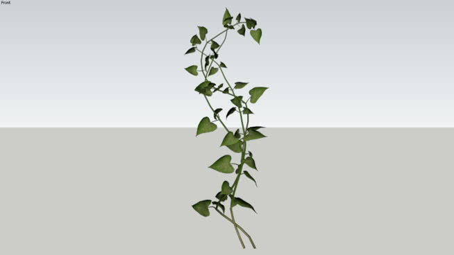 常春藤1 sketchup植物模型 第1张