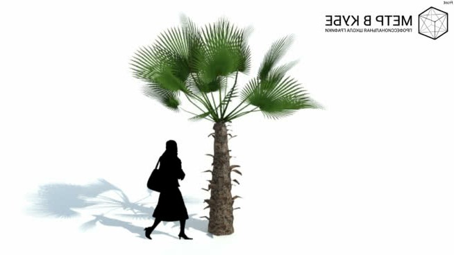 低维3D树棕榈（067） sketchup植物模型 第1张