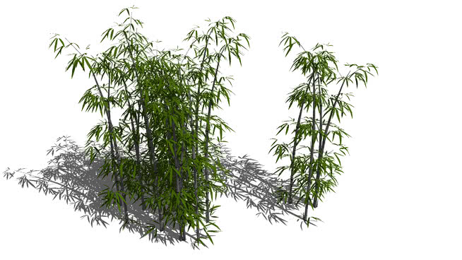 改进的竹子模型（隐藏叶群线框） sketchup植物模型 第1张