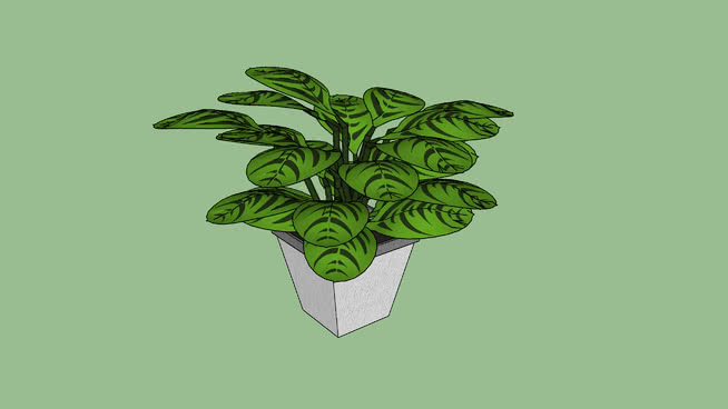 脉竹芋 sketchup植物模型 第1张