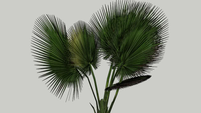三维palmera 4 sketchup植物模型 第1张