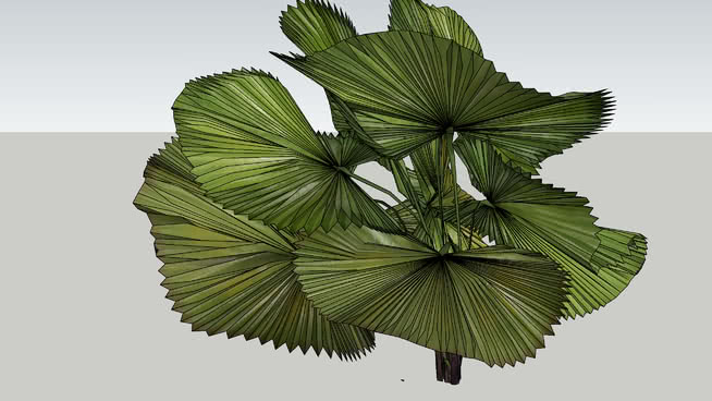 三维palmera 5 sketchup植物模型 第1张