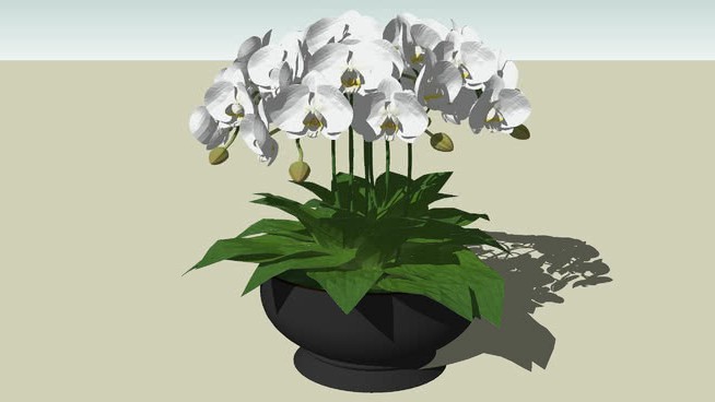 orquÍdeas sketchup植物模型 第1张