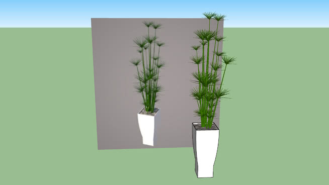 莎草属植物 sketchup植物模型 第1张
