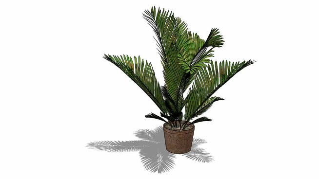 棕榈藤棕榈树 sketchup植物模型 第1张