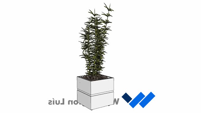 pleomele COM cachepot sketchup植物模型 第1张