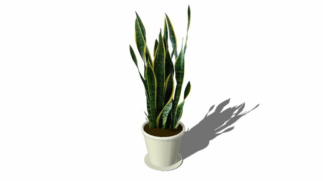 虎尾兰 sketchup植物模型 第1张