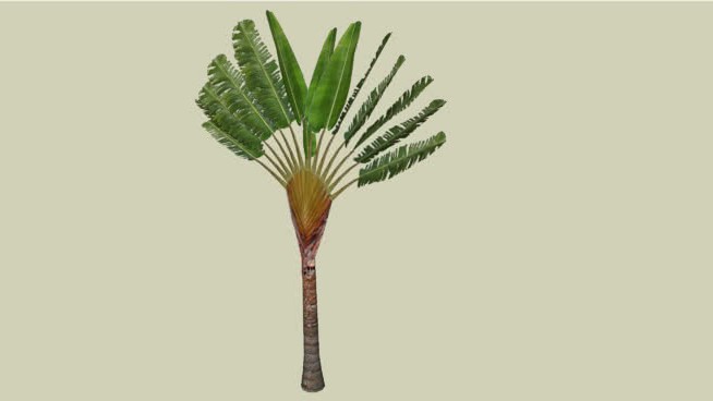 拉韦纳拉 sketchup植物模型 第1张
