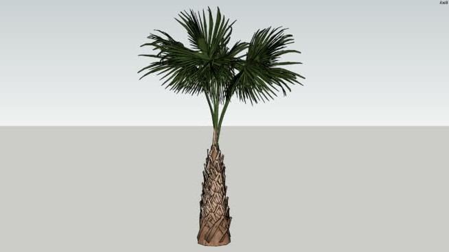 棕榈树_ 4 sketchup植物模型 第1张