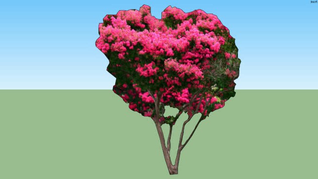 二维crape桃 sketchup植物模型 第1张
