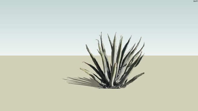 龙舌兰 sketchup植物模型 第1张