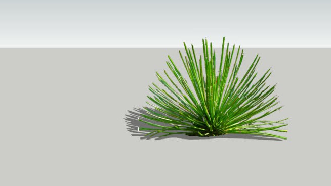双花龙舌兰 sketchup植物模型 第1张