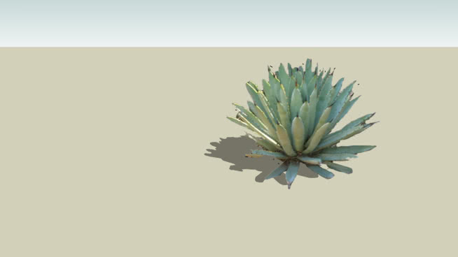 龙舌兰 sketchup植物模型 第1张