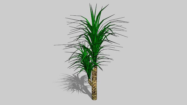 朱蕉属 sketchup植物模型 第1张