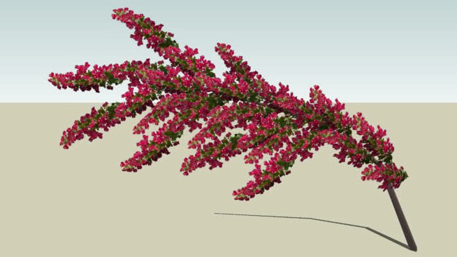 Bougainvillea分公司 sketchup植物模型 第1张
