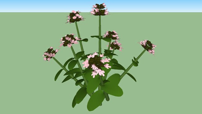 牛至 sketchup植物模型 第1张