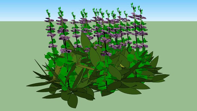 紫丹参 sketchup植物模型 第1张
