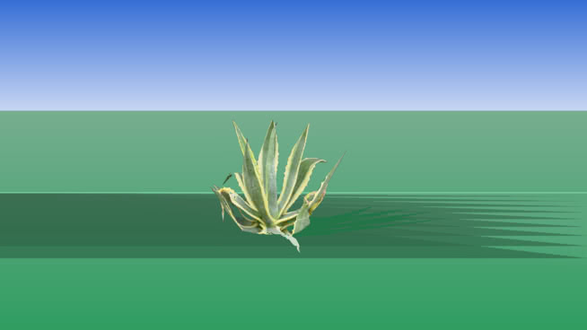 黄龙舌兰 sketchup植物模型 第1张