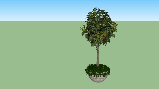 无花果 sketchup植物模型 第1张