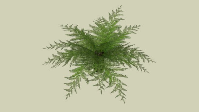 南极洲树蕨 sketchup植物模型 第1张