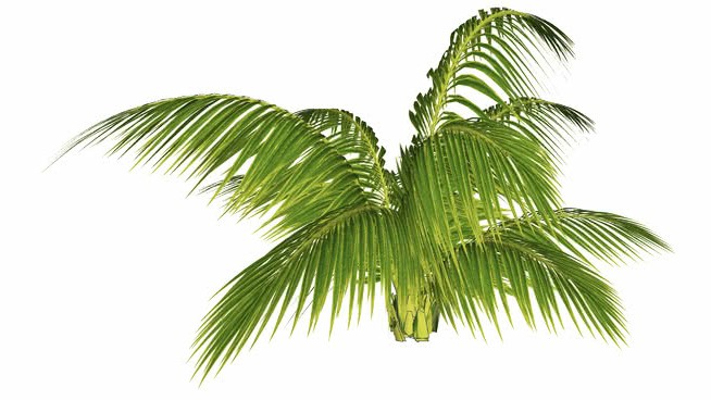 palmu002fdừa sketchup植物模型 第1张