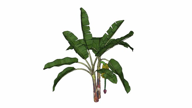 香蕉 sketchup植物模型 第1张