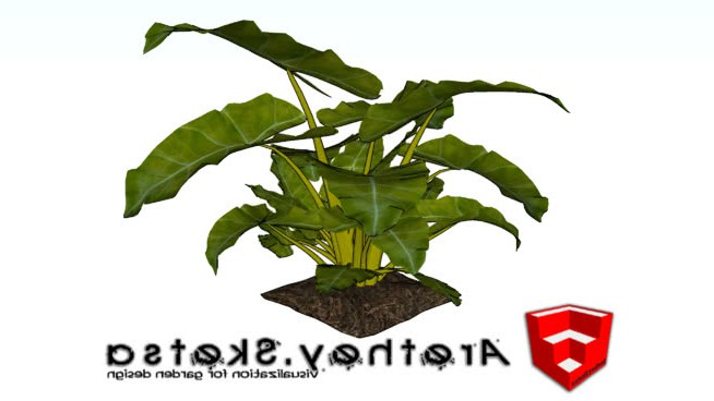 Philodendron三维 sketchup植物模型 第1张