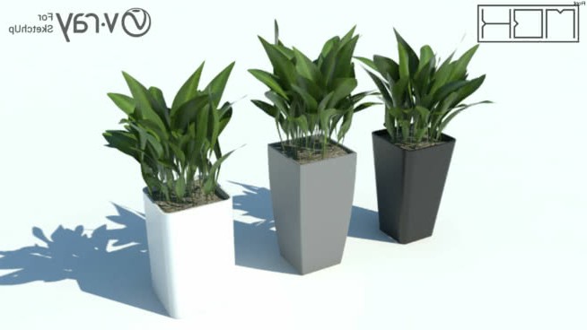 瓦索 sketchup植物模型 第1张