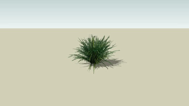 3D低聚麦冬 sketchup植物模型 第1张